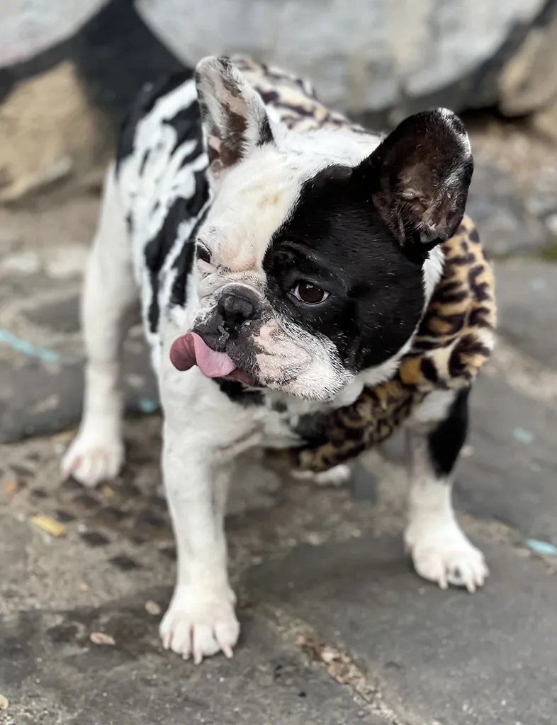 JUNGLE FAUX FUR DOG JACKET