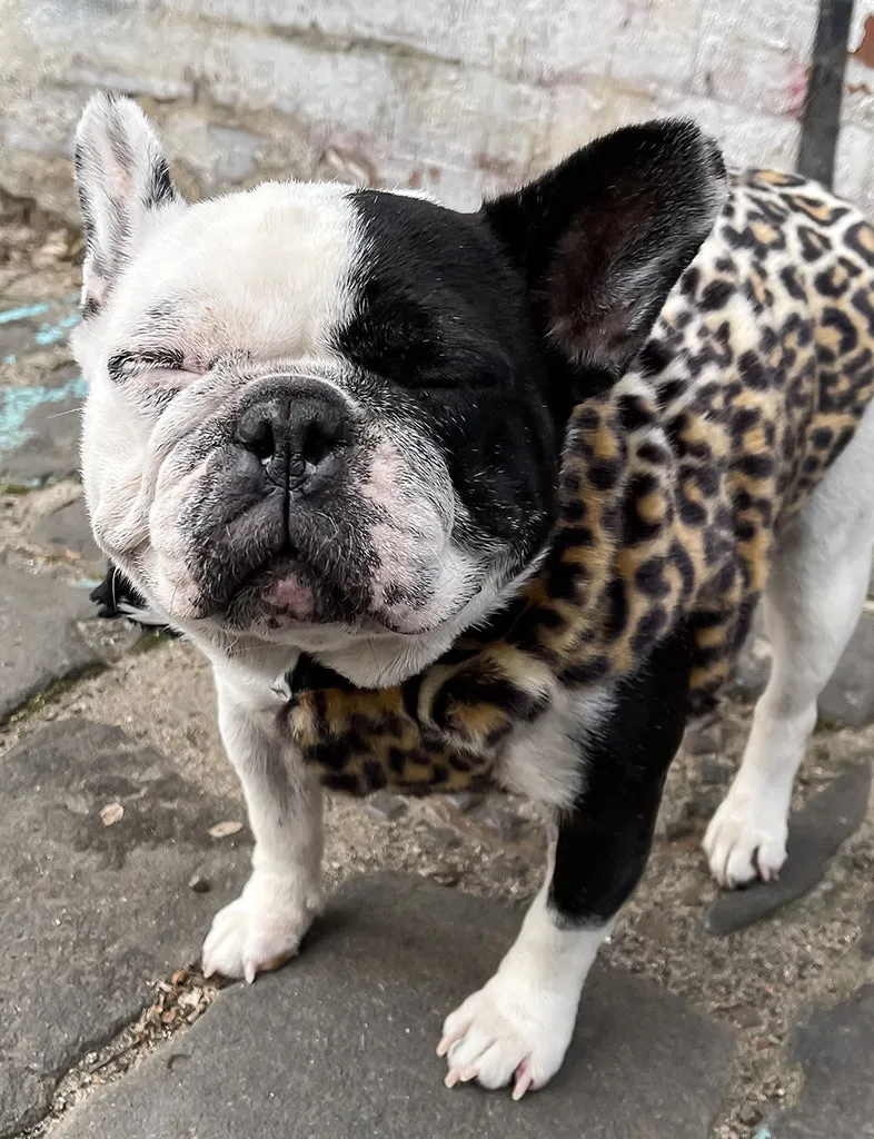 JUNGLE FAUX FUR DOG JACKET